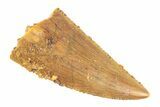 Serrated, Raptor Tooth - Real Dinosaur Tooth #268801-1